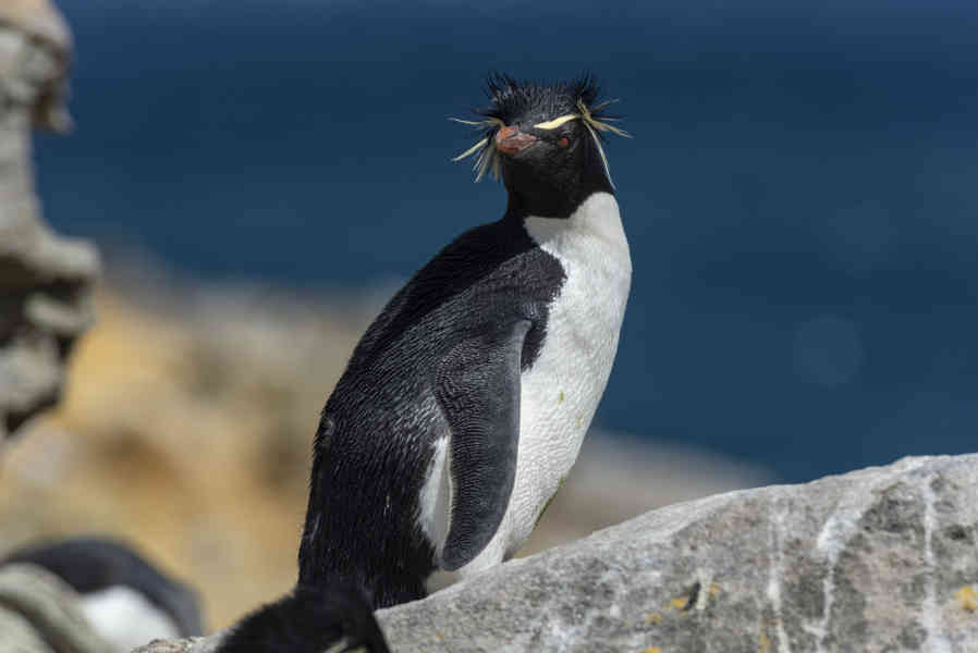 Pingüino Rockhopper - islas Falkland o Malvinas 09.jpg